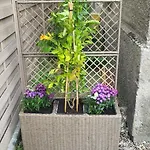 Studiospanie Magnolia Z Tarasem 2 Sypialnie דירה *